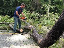 How Our Tree Care Process Works  in  Country Clu, CA